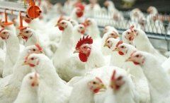 Обоснование применения пробиотиков в бройлерном птицеводстве
