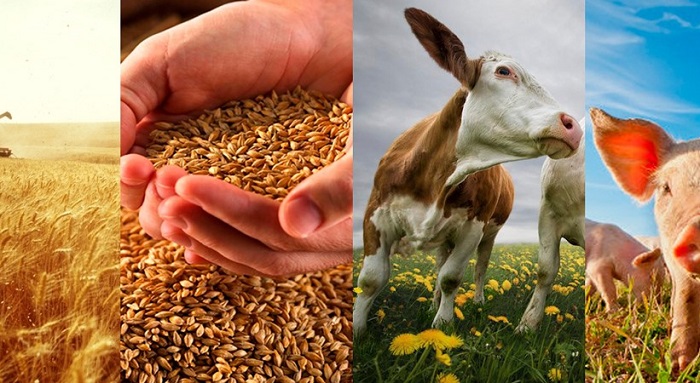 Лучшие технологии для повышения эффективности производства животного белка – на саммите «Аграр...