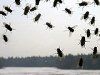 Борьба с мухами на птицефабриках