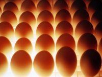 Механизация сбора, обработки и упаковки яиц