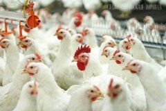 Влияние антибиотика и пробиотика на качество мяса и субпродуктов цыплят-бройлеров