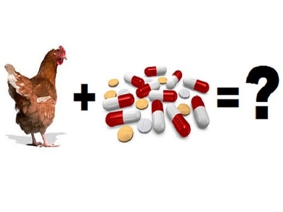 Получение лучшего понимания пробиотиков в птицеводстве