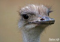 Морфолого-технологическая характеристика трахеи африканского страуса