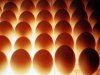 Основы инкубации яиц