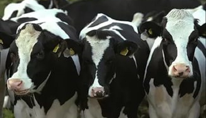 Имеет ли смысл продление сервис-периода для коров с высокой продуктивностью?