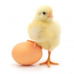 Большие яйца дают больших цыплят, не так ли?
