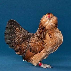 Антверпенская карликовая бородатая порода кур