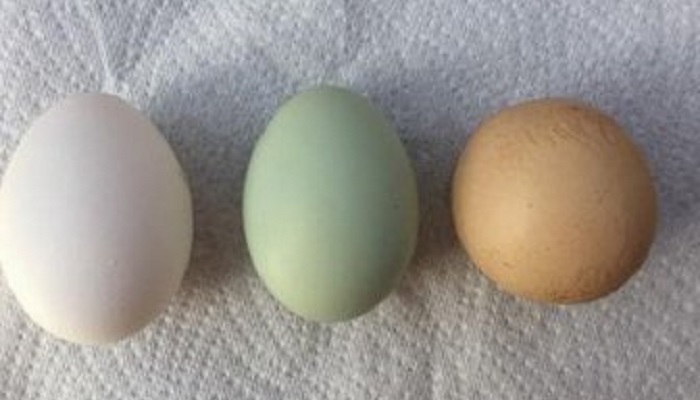 Редкое яйцо: курица из Оксфордшира снесла идеально-круглый артефакт