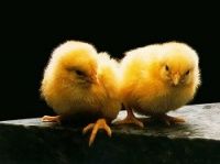Изыскание новых подходов профилактики иммунодефицитных состояний цыплят-бройлеров в промышленн...