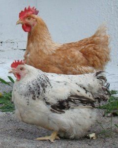 Влияние корма на качество мяса птицы и яиц