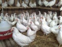 Как перерабатывают птичий помет: удобрение и биогаз 