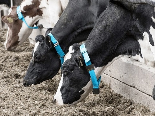 Руководство по надлежащей практике молочного животноводства: здоровье коров
