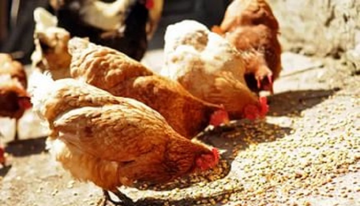 «ФосАгро-Регион» выпускает кормовую добавку для птицы с биодоступным кремнием