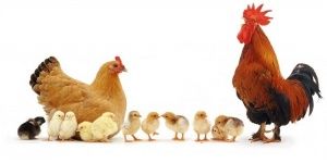 Взаимосвязь возраста родительского стада и качества цыпленка