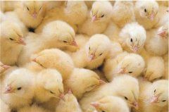 Эмбриональная смертность сельскохозяйственной птицы