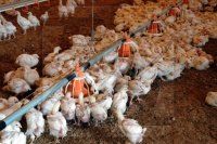Как снизить заболеваемость сальмонеллезом среди бройлерных цыплят 