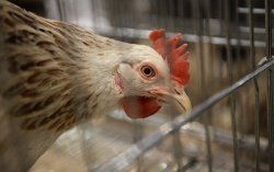 Риск сальмонеллезного энтерита выше у яиц в небольших стадах птиц