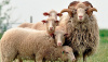 Овцеводы должны не забывать о риске пастеррелеза овец весной и мерах профилактики