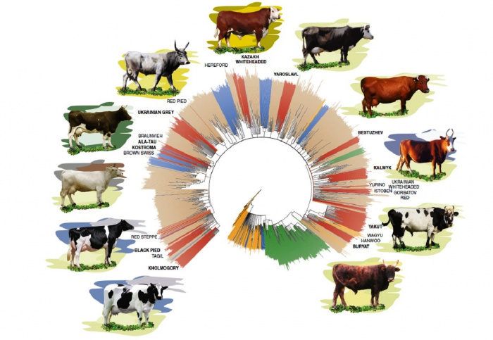 Геномика крупного рогатого скота: инструменты отбора производителей для разведения более проду...