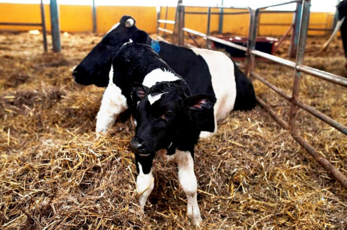 Нарушения воспроизводства коров: причины и последствия