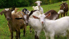 Опасный паразитарный стронгилоидоз у коз: симптомы и профилактика