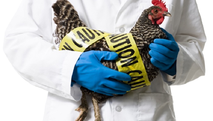 Возможность передачи вируса птичьего гриппа между животными подтверждена в США