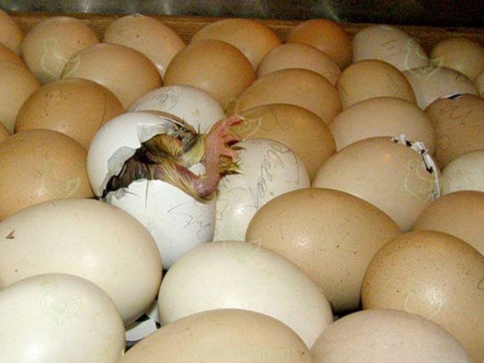 Анализ проблем выводимости яиц