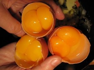 Двухжелтковые яйца, порода кур и особенности