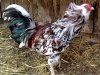 Орловская порода кур