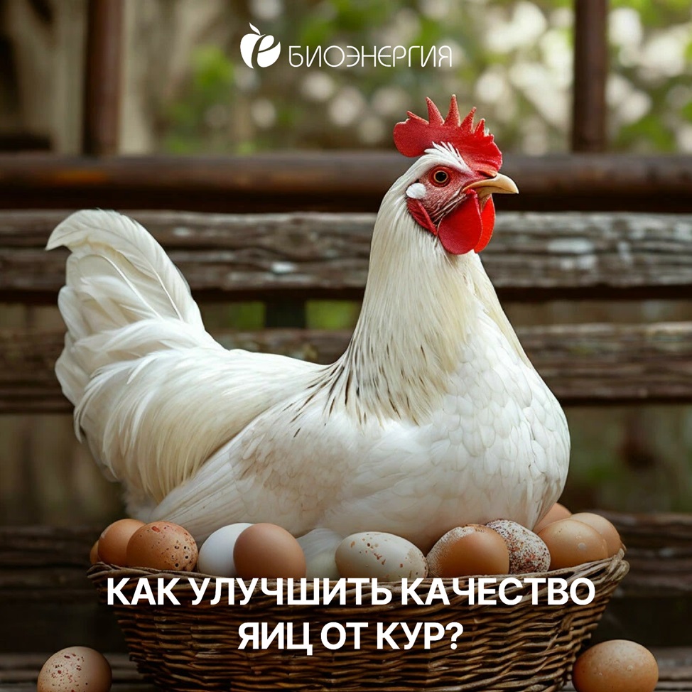 Как улучшить качество яиц от кур?