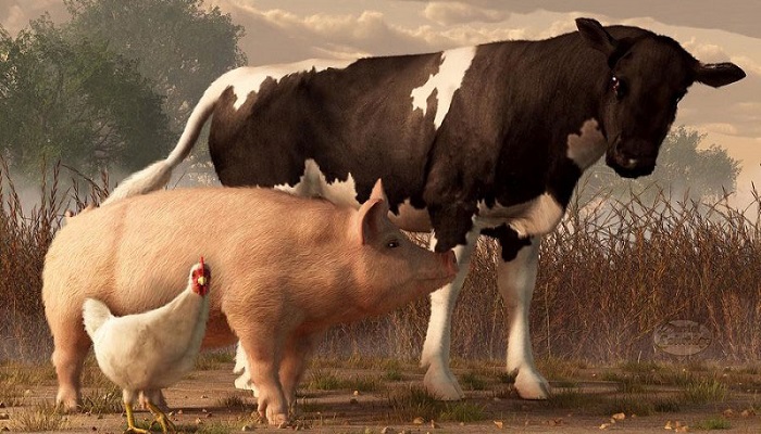 Наилучшие показатели демонстрирует сегмент свиноводства – эксперт EMEAT