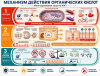 Органические кислоты в кормлении сельскохозяйственной птицы: механизмы действия и эффективность комплексного подкислителя VITOACIDER®