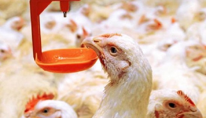 Предприятие по производству и переработке куриного мяса стало участником свободной экономическ...