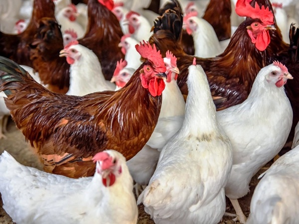 Инфекционный ринотрахеит у птиц: причины и факторы риска