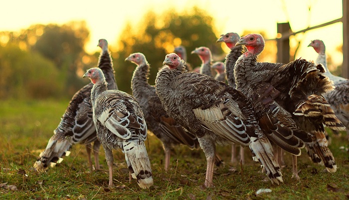 Перенос проекта племенного репродуктивного хозяйства: новый этап для агрохолдинга «Донская индейка»