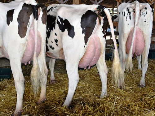 Размер имеет значение: остановить тенденцию к увеличению молочных коров