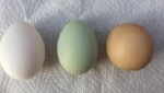 В Британии курица снесла редчайшее круглое яйцо