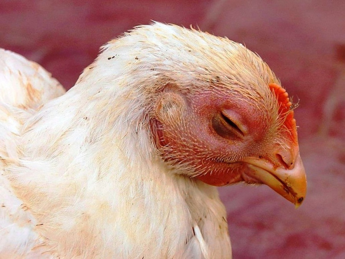 Внутриклеточная доставка антигена субъединицы HA1 с помощью аттенуированной Salmonella Gallinarum в качестве бивалентной вакцины против птичьего тифа и низкопатогенного вируса H5N3