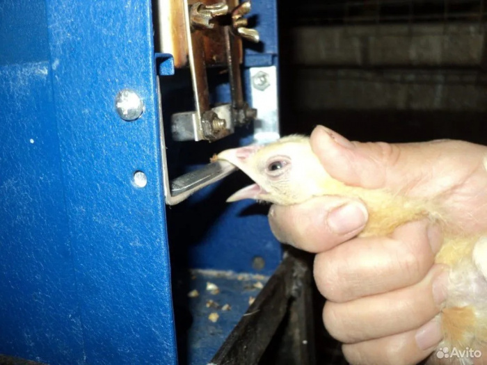 Дебикирование клюва кур: важные аспекты и последствия