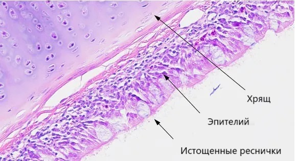 Пыль на птицефабрике