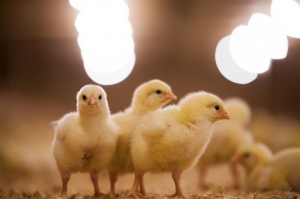 Увеличение веса и однородности цыплят бройлеров в первые 7 дней выращивания
