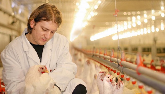 Усиление биологической безопасности птицефабрик в Иркутской области: комплексный подход к пред...