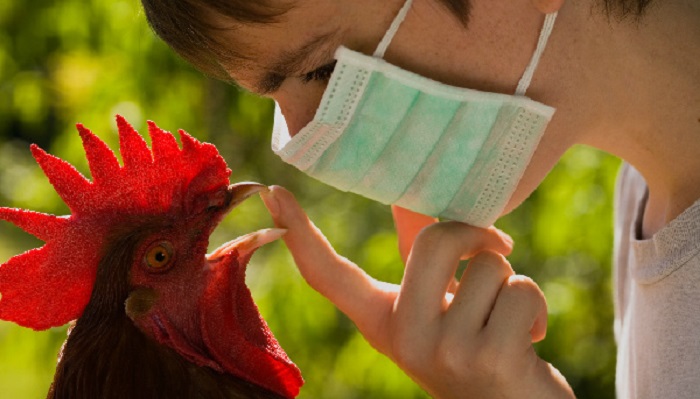 Наиболее эффективная мера профилактики гриппа птиц — вакцинация