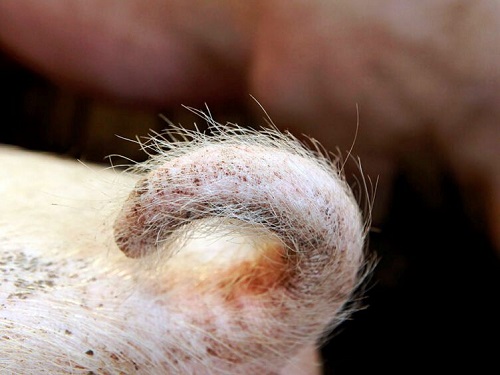 Корма, свет и материал для манипуляций помогают предотвратить откусывание хвостов у свиней