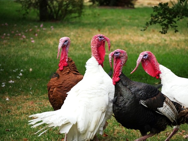 Геморрагическая васкулопатия у индеек