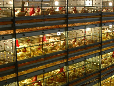 Клеточная система выращивания BroMaxx