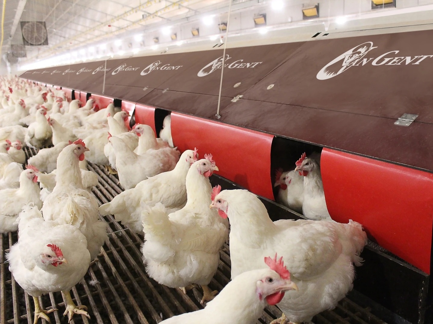 Гнездо Van Gent