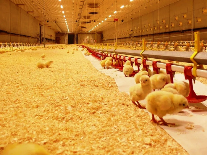 Измельчённая солома и кофейная шелуха влияют на химический состав подстилки, а также на продуктивность и состояние подушечек лап у цыплят-бройлеров