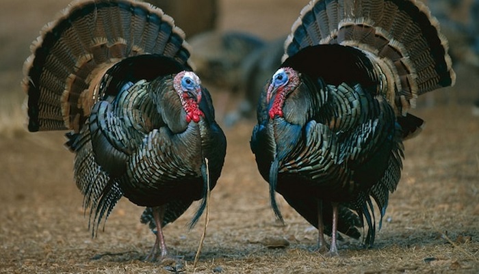 Российское индейководство - 2025: рост продолжается