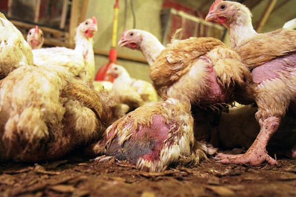 Гангренозный дерматит у кур и индеек